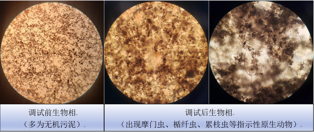 1707211623986442.png 圖片.png